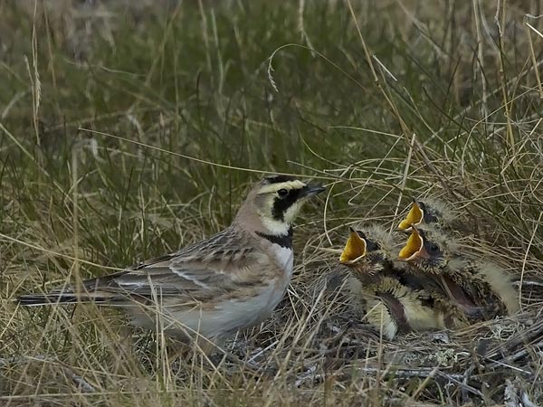 Tunturikiuru, Horned Lark, Eremophila alpestris